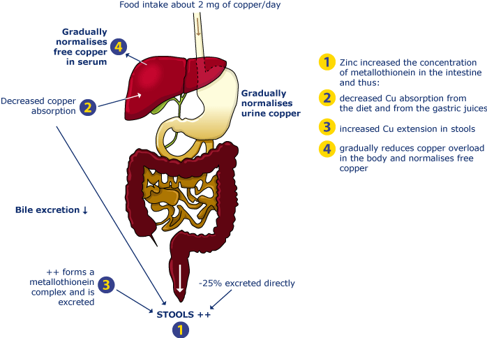 Diagram III: Wilson's disease patients on zinc therapy: enhanced faecal excretion of copper